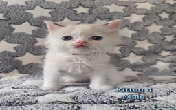Ragdoll cats for sale: Gorgeous loving ragdolls - Image 4