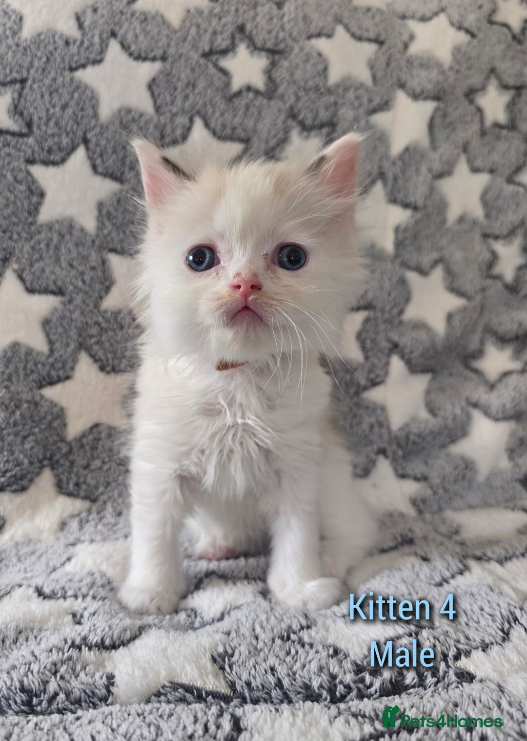 Ragdoll cats for sale: Gorgeous loving ragdolls - Image 4