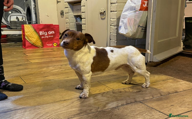 Jack Russell dogs - Advert 3