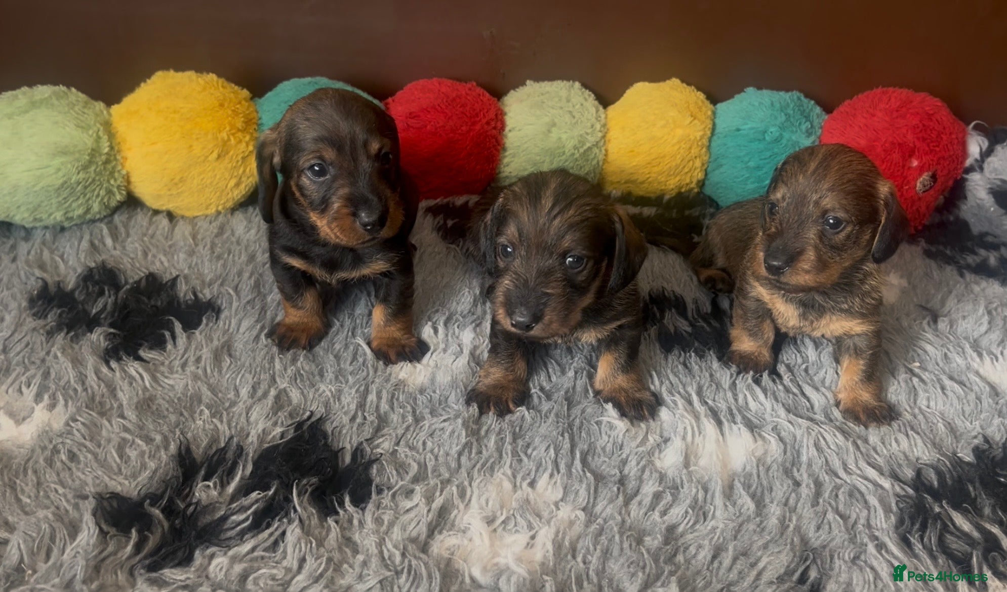 Dachshund dogs Wire- haired dacshund puppies  - Advert 1
