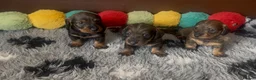 Dachshund dogs for sale: Wire- haired dacshund puppies  - Advert 1