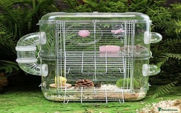 Gerbil rodents for sale: Gerbil for sale - Image 1