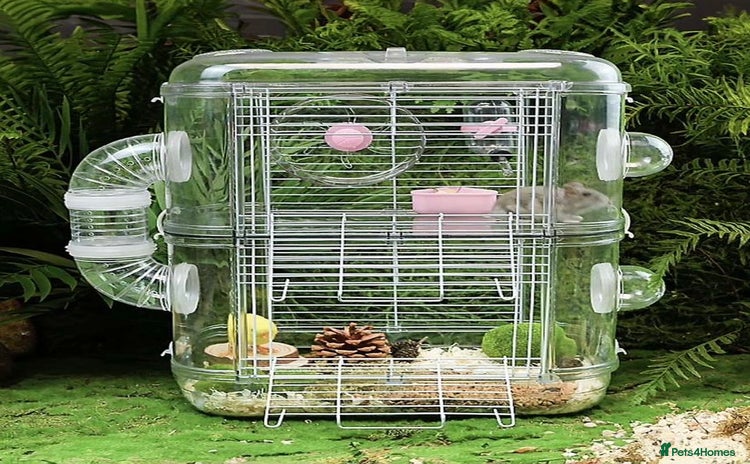 Gerbil rodents - Advert 3