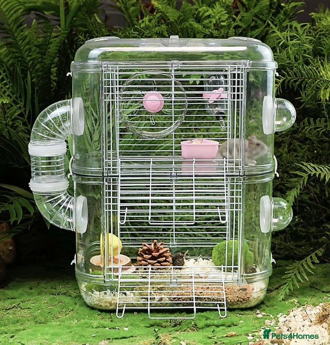 Gerbil rodents for sale: Gerbil for sale - Image 1