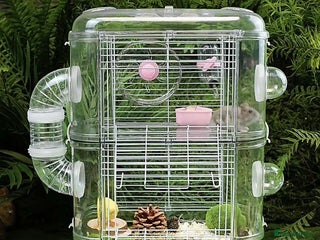 Gerbil rodents - Advert 17