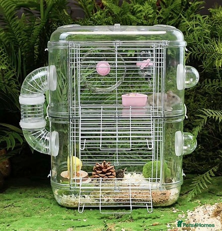 Gerbil rodents - Advert 1