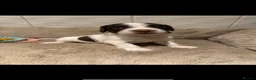 Sprocker dogs for sale: Outstanding sprocker puppy’s - Advert 8