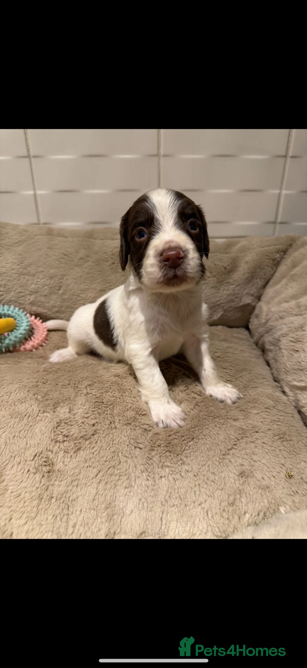 Sprocker dogs for sale: Outstanding sprocker puppy’s - Advert 8