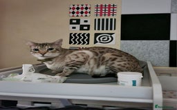 Bengal cats for sale: M+F, 1y Bengals to be homed together or separately - Image 5