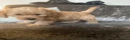 Jackapoo dogs for sale: Jackapoo Girl Puppies  in Chatteris - Advert 9