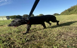 Labrador Retriever dogs for adoption: Pixie - Badersfield Norfolk  - Image 12