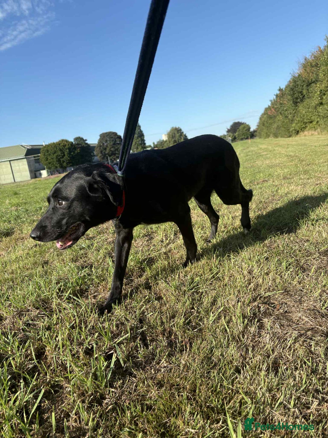 Labrador Retriever dogs for adoption: Pixie - Badersfield Norfolk  - Image 12