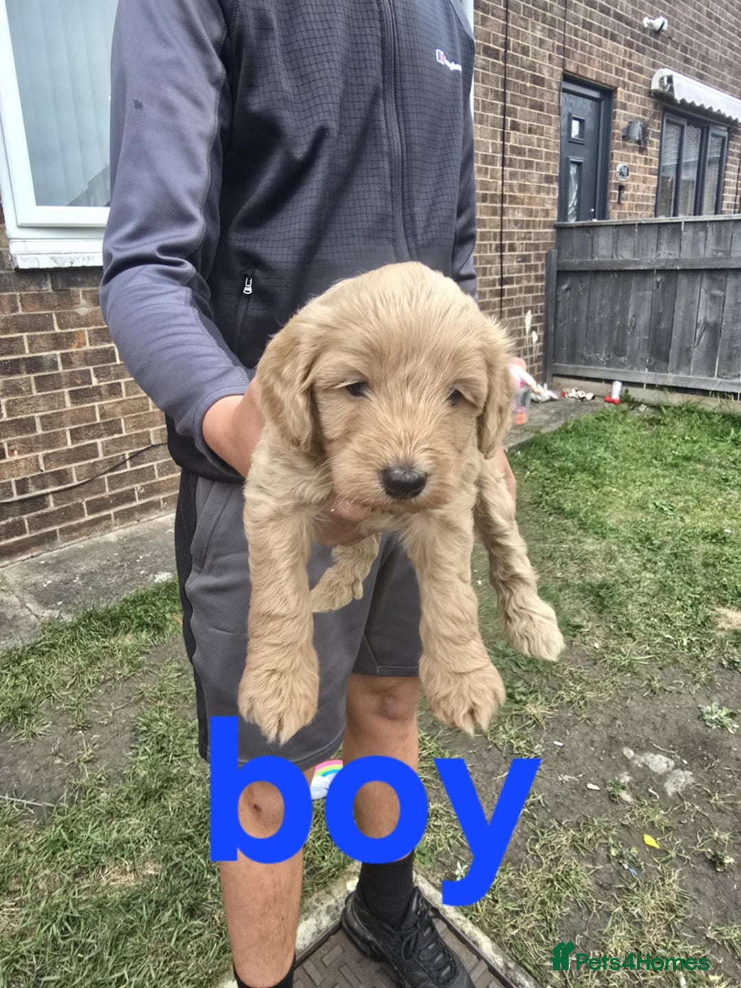 Cockapoo dogs for sale: Puppies  - Image 3