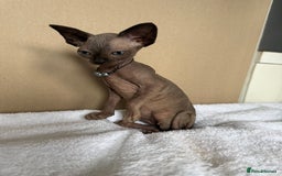 Sphynx cats for sale: Last FEMALE AVAILIBLE NOW!Parents HCM Clear  - Image 10