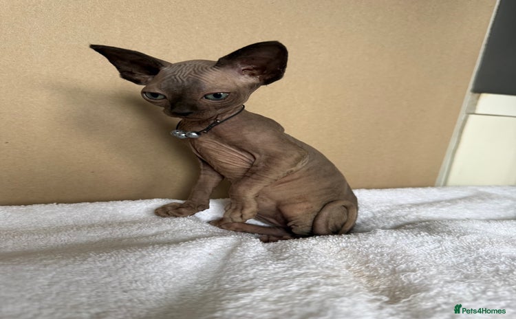 Sphynx cats - Advert 9