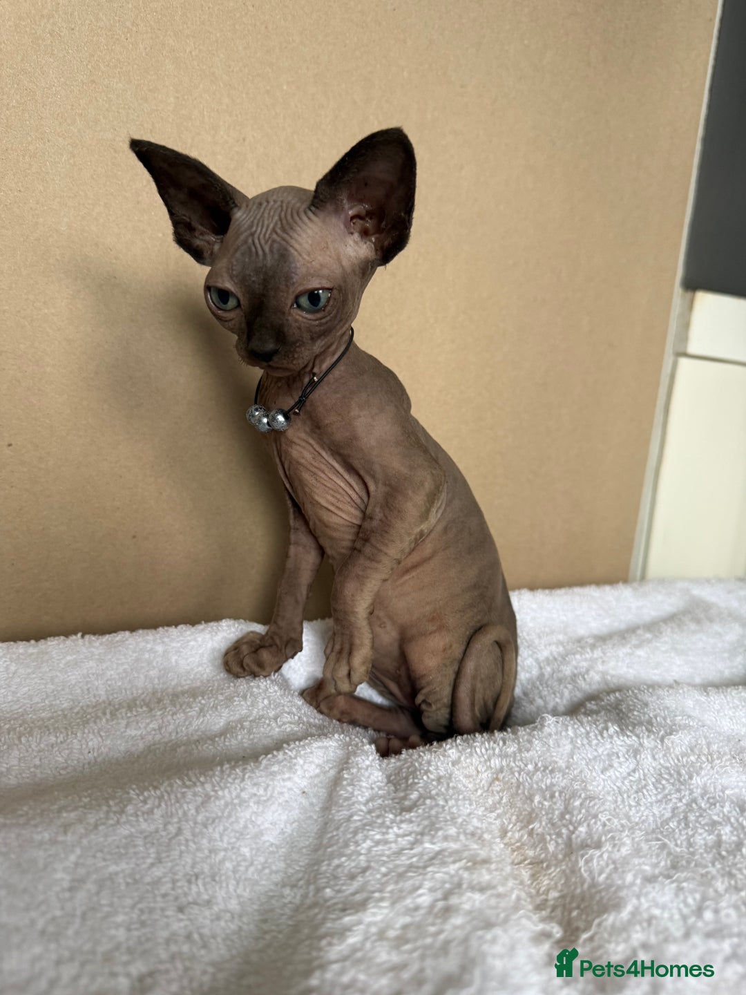 Sphynx cats for sale: Last FEMALE AVAILIBLE NOW!Parents HCM Clear  - Image 10
