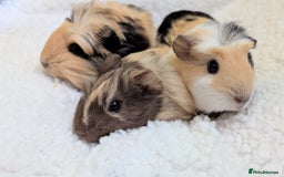 Guinea Pig rodents for sale: 3 female Guinea Pigs **must go together** - Image 1