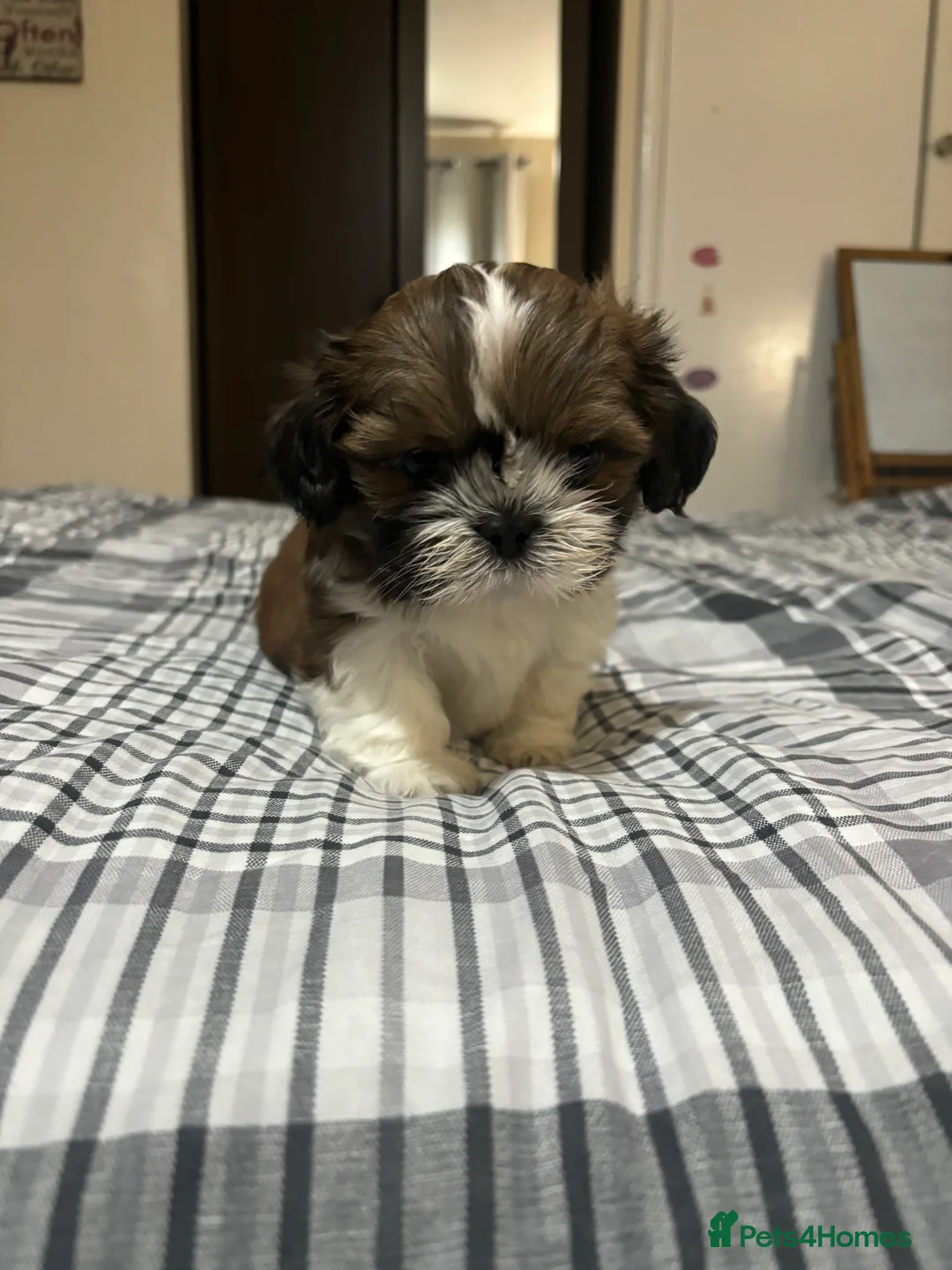 Shih Tzu dogs for sale: Shih Tzu puppies - Advert 16