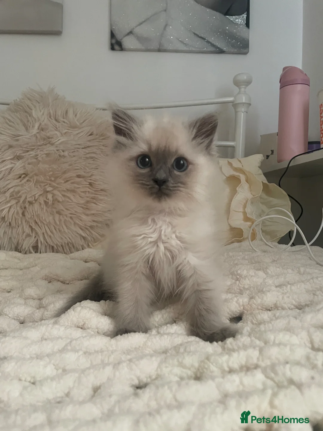 Ragdoll cats for sale: 💓One Beautiful Pedigree Female Ragdoll Left💓 - Advert 2