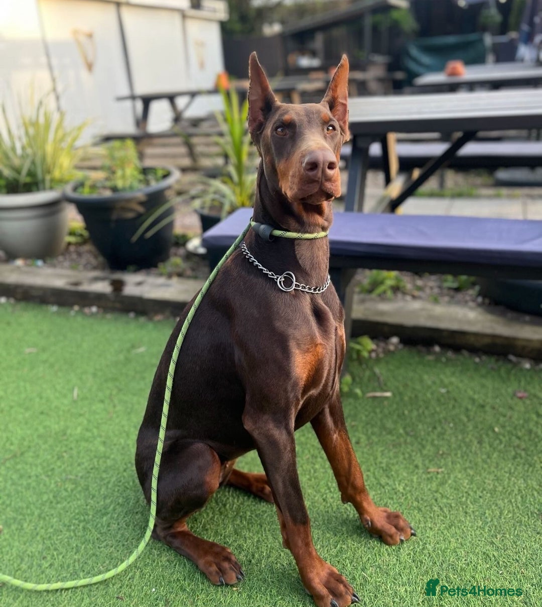 Dobermann dogs for sale: ⭐️ Pregnancy confirmed FULL EUROPEAN DOBERMANN ⭐️ - Image 4