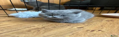 British Shorthair Kitten 3