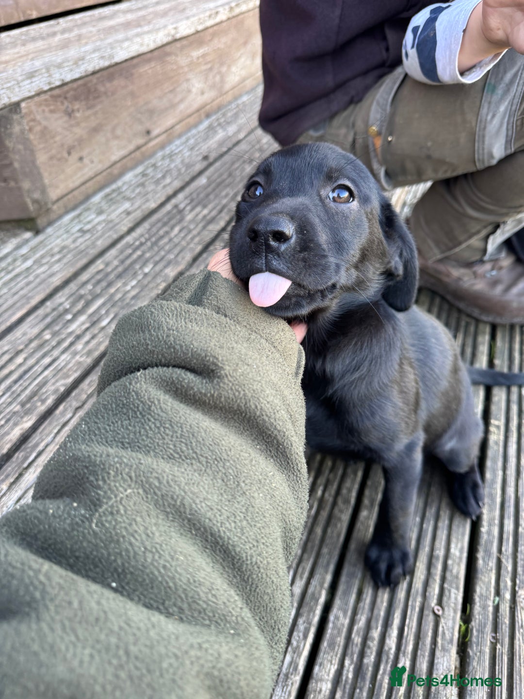 Labrador Retriever dogs for sale: Labrador puppies - Image 4