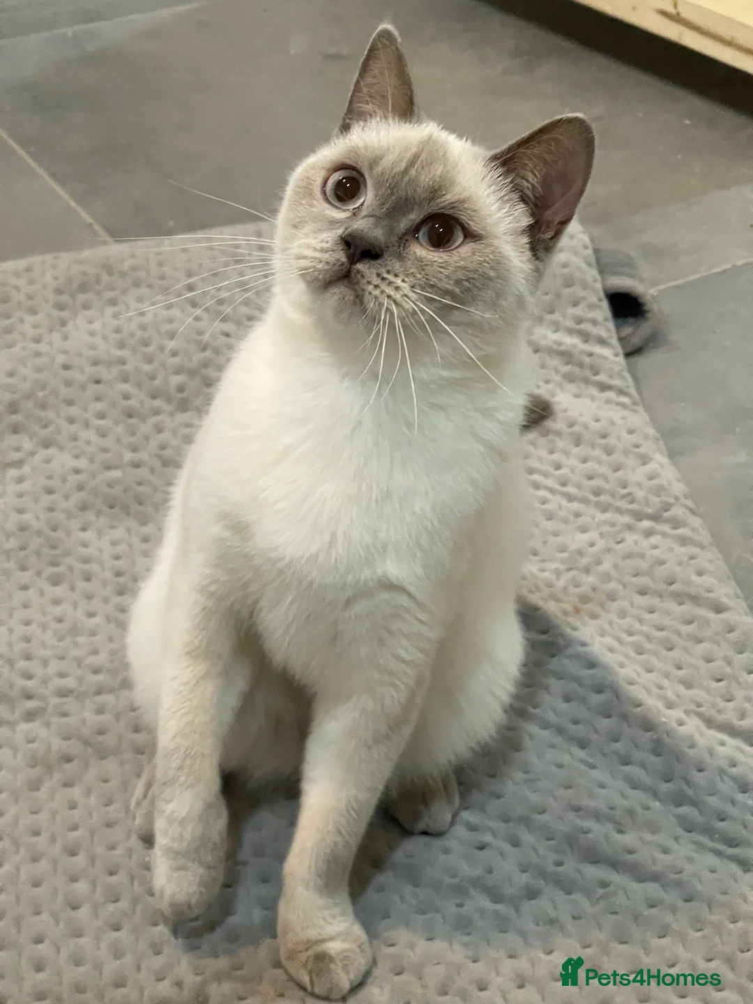 British Shorthair cats for sale: GCCF ACTIVE LILAC COLOURPOINT QUEEN UK OG IG Ch - Advert 2