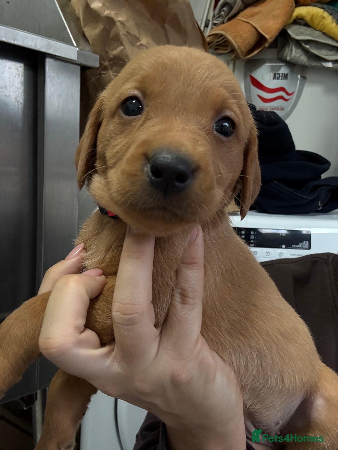 Labrador Retriever dogs for sale: Most Beautiful litter of KC Reg Fox Labradors - Advert 19