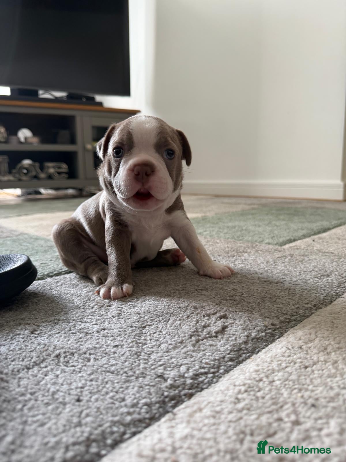 Boston Terrier dogs 8th Generation KC Reg Boston Terrier Puppies  - Advert 1
