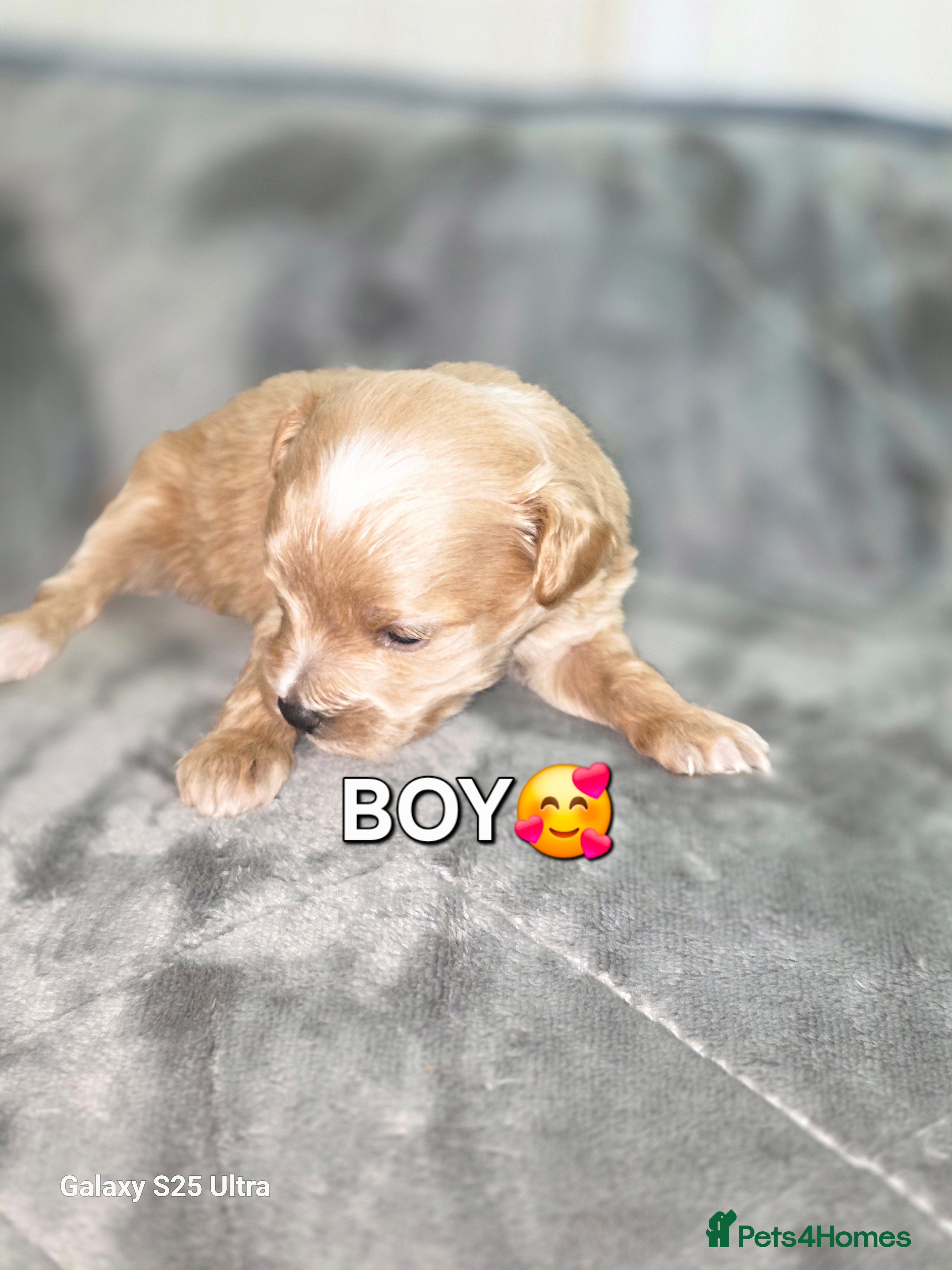Maltipoo dogs for sale: F1 Adorable Maltipoo Puppies  - Advert 5