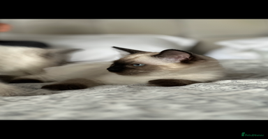 Ragdoll cats - Advert 11