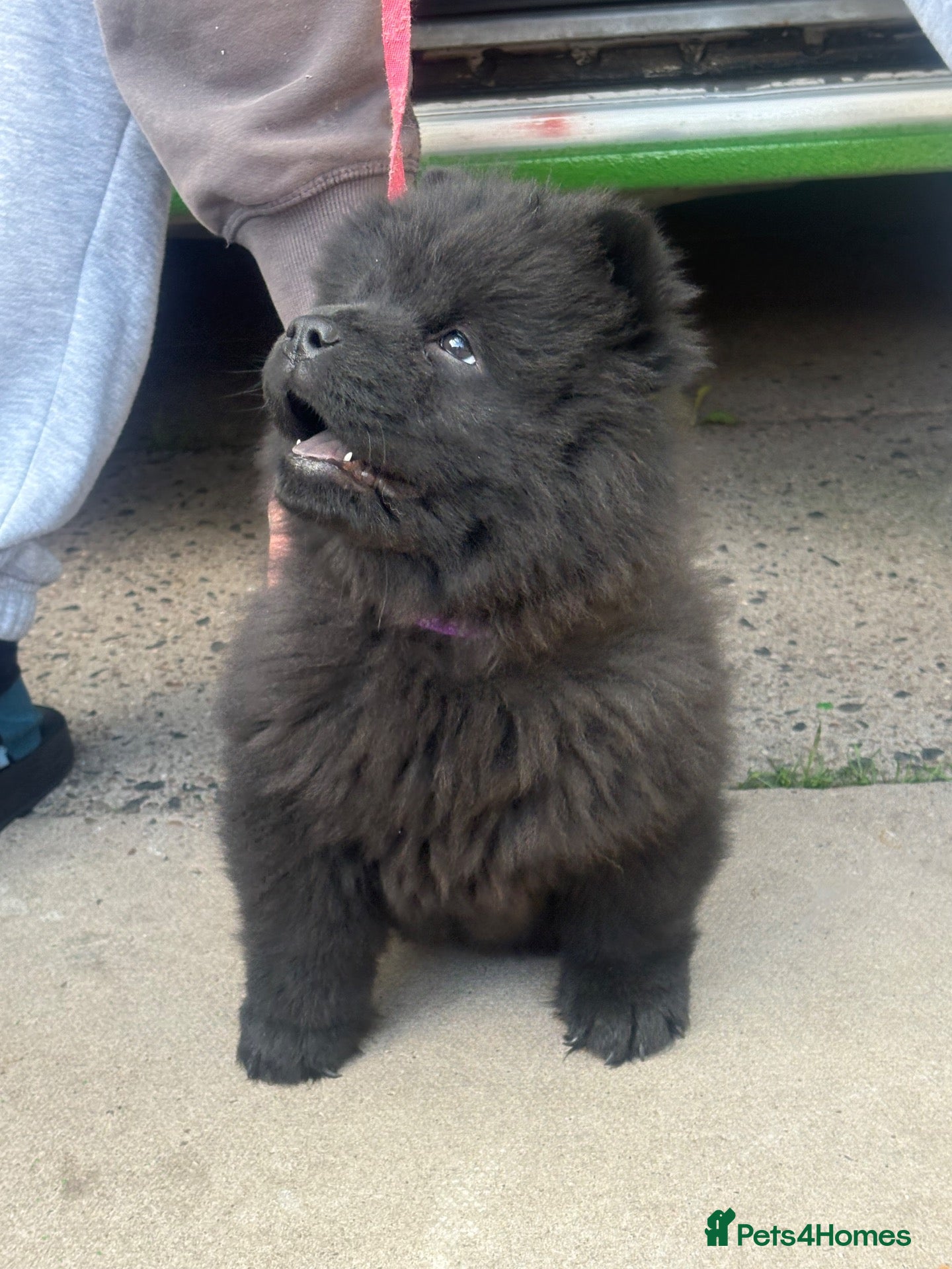Chow Chow dogs Last 2 Girls CHEAP !!! - Advert 9