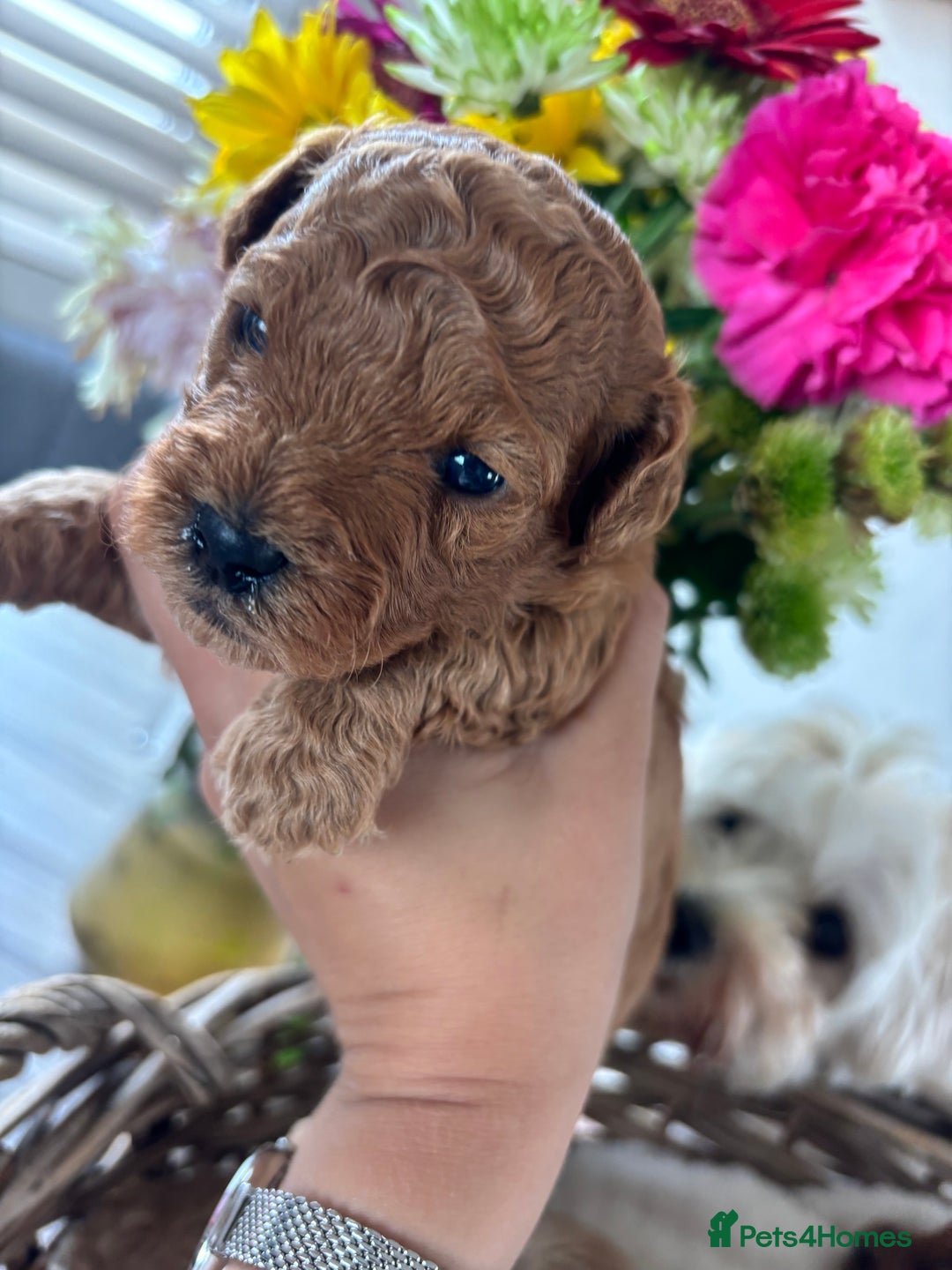 Maltipoo dogs for sale: 🐾 Adorable Maltipoo Puppies 🐾  - Image 15