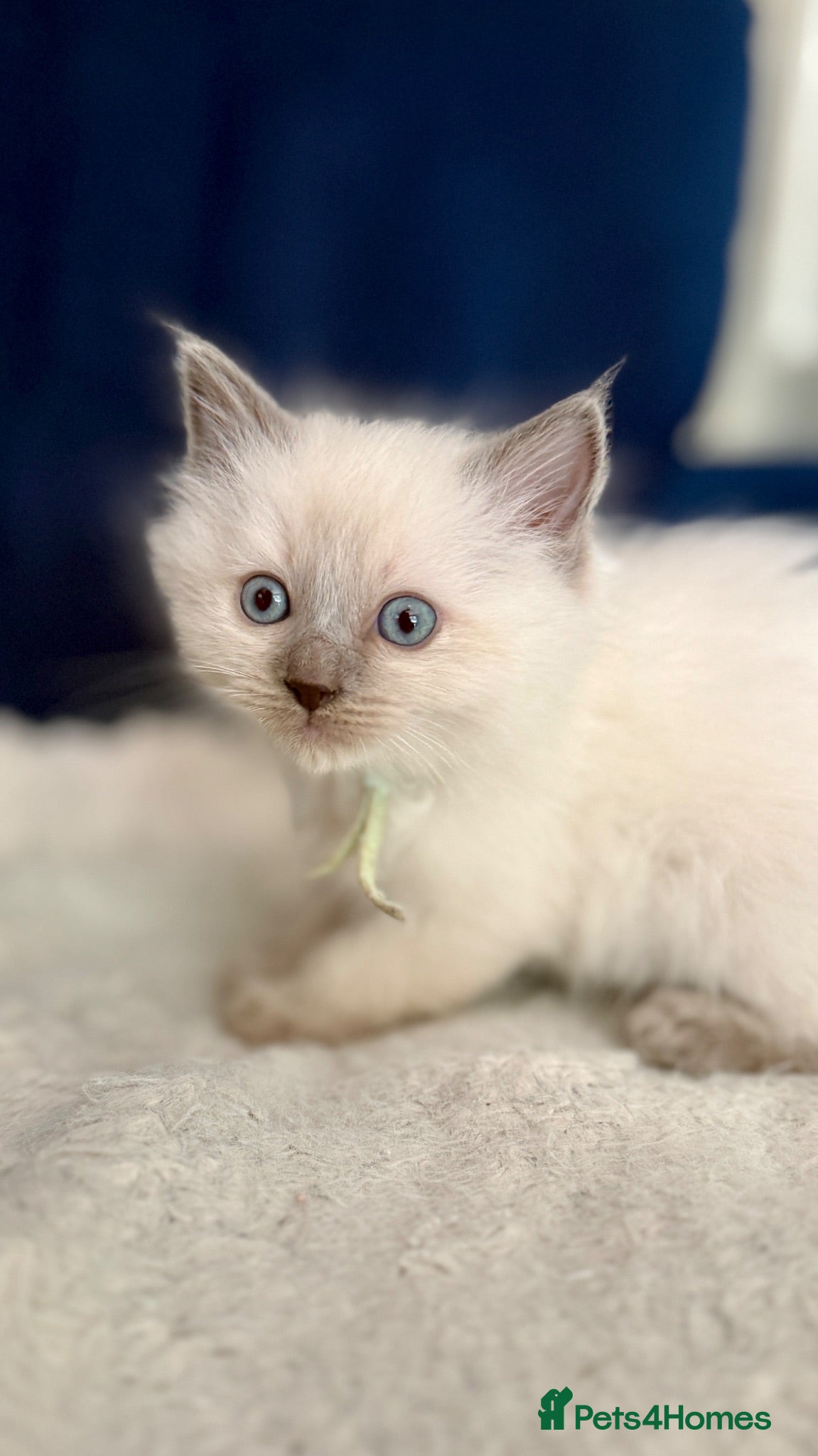 Ragdoll cats Gorgeous Blue Point purebred Ragdoll Kittens - Advert 1