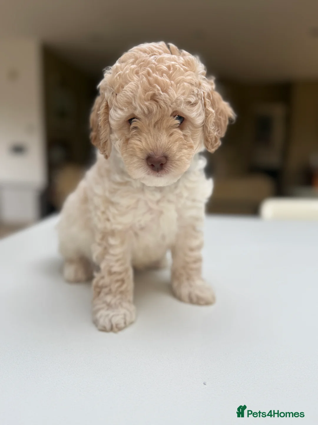 Labradoodle dogs for sale: 1 x Female Gorgeous 3rd Gen Min Labradoodle Puppy - Advert 2