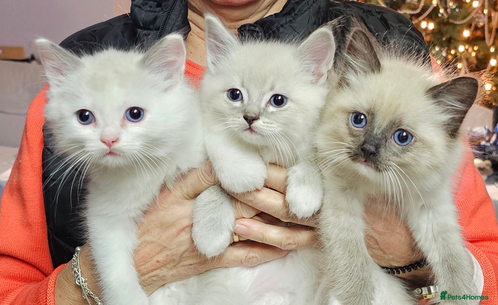 Ragdoll cats Soo cudly and playfull, two litters! - Advert 3