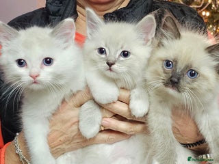 Ragdoll cats Soo cudly and playfull, two litters! - Advert 3