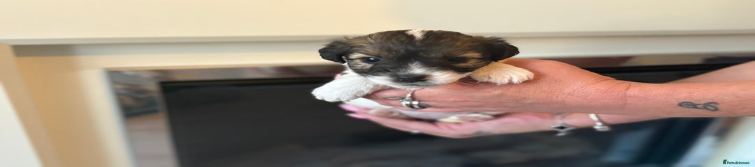 Jack Russell Puppy 2