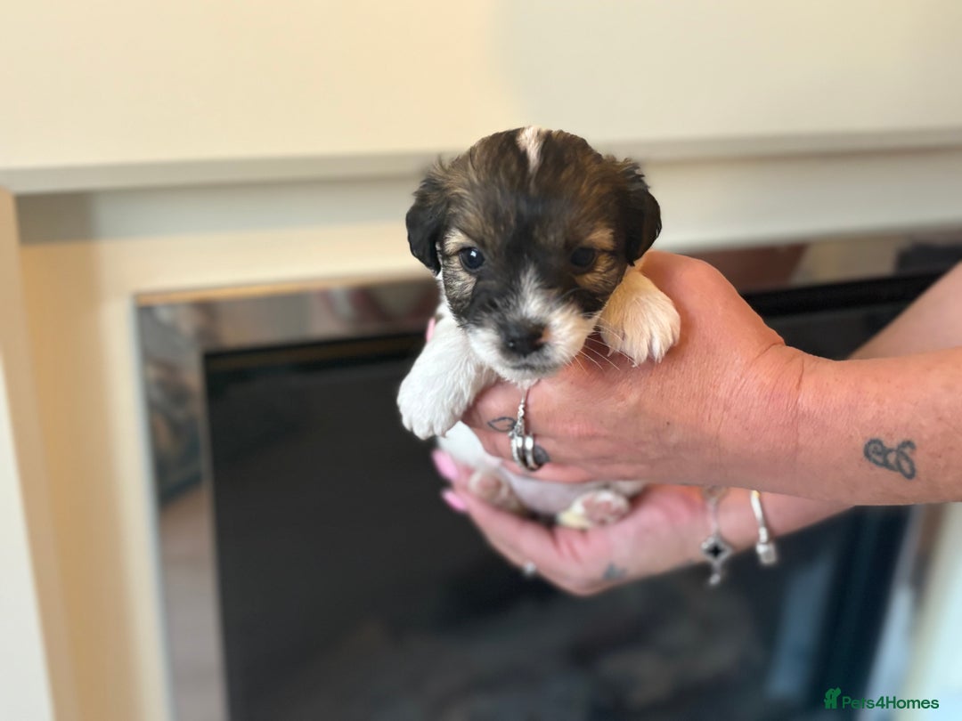 Jack Russell dogs for sale: Jack Russell puppies - Image 6