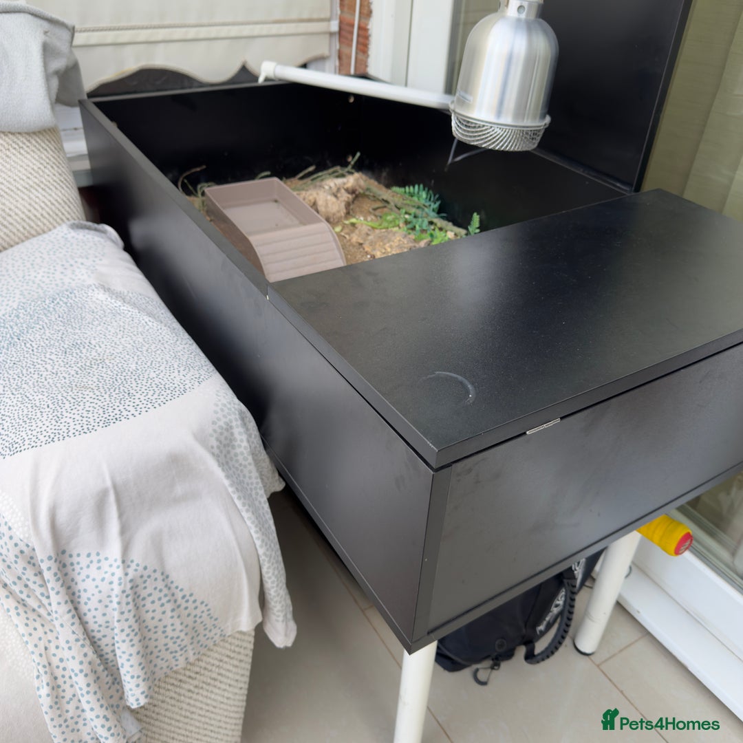 Tortoise reptiles for sale: tortoise with enclosure  - Image 5