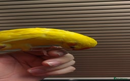 Parakeets birds for sale: Hand reared Buttercup Kakariki - Advert 3