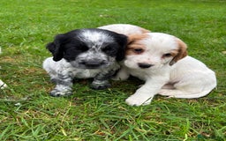 Sprocker dogs for sale: 🧡 Sprocker Puppies 💛 - Image 4