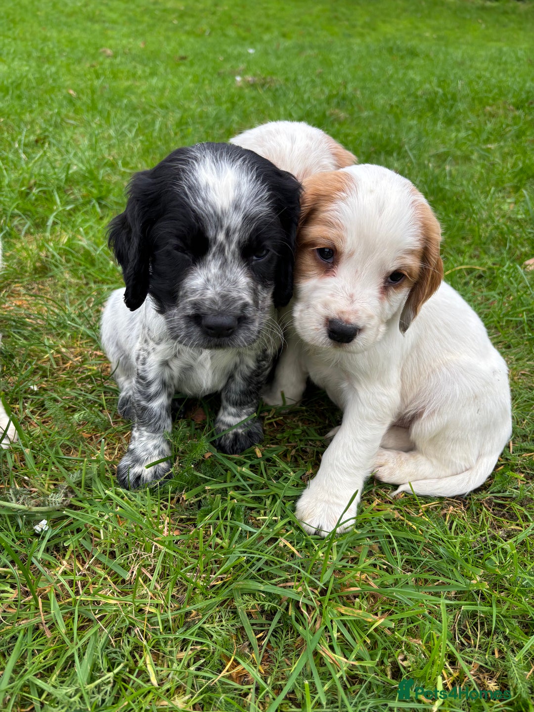 Sprocker dogs for sale: 🧡 Sprocker Puppies 💛 - Image 4