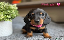 Miniature Dachshund dogs for sale: Miniature Dachshund puppies - Image 14