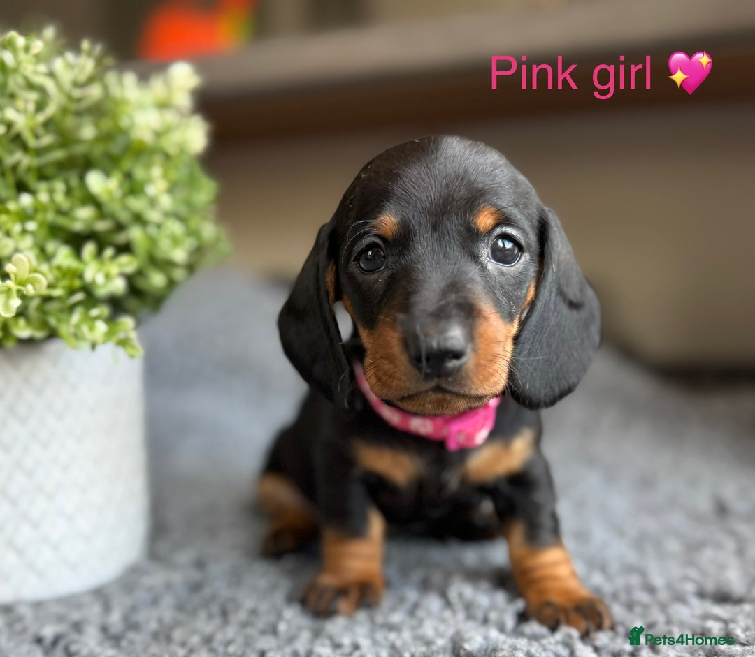 Miniature Dachshund dogs for sale: Miniature Dachshund puppies - Image 14