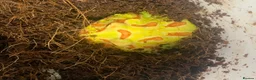 Frog reptiles for sale: Pac-Man frogs cb26  - Advert 20
