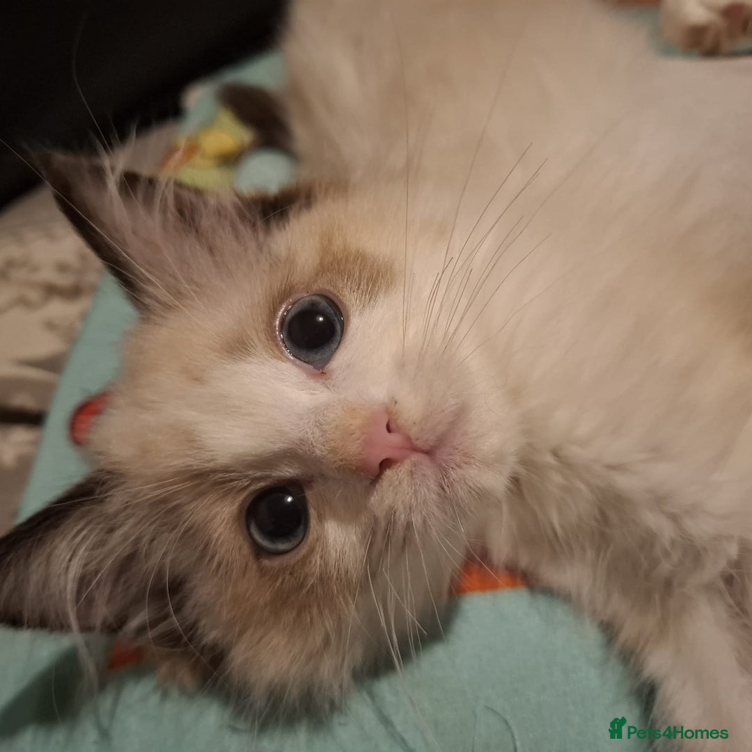 Ragdoll cats for sale: Beautiful female kitten of Ragdoll  - Advert 5