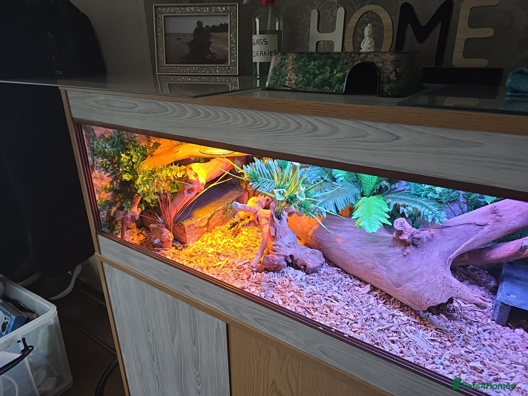 Python Snake reptiles for sale: Banana pastle royal python male and full set up - Image 5