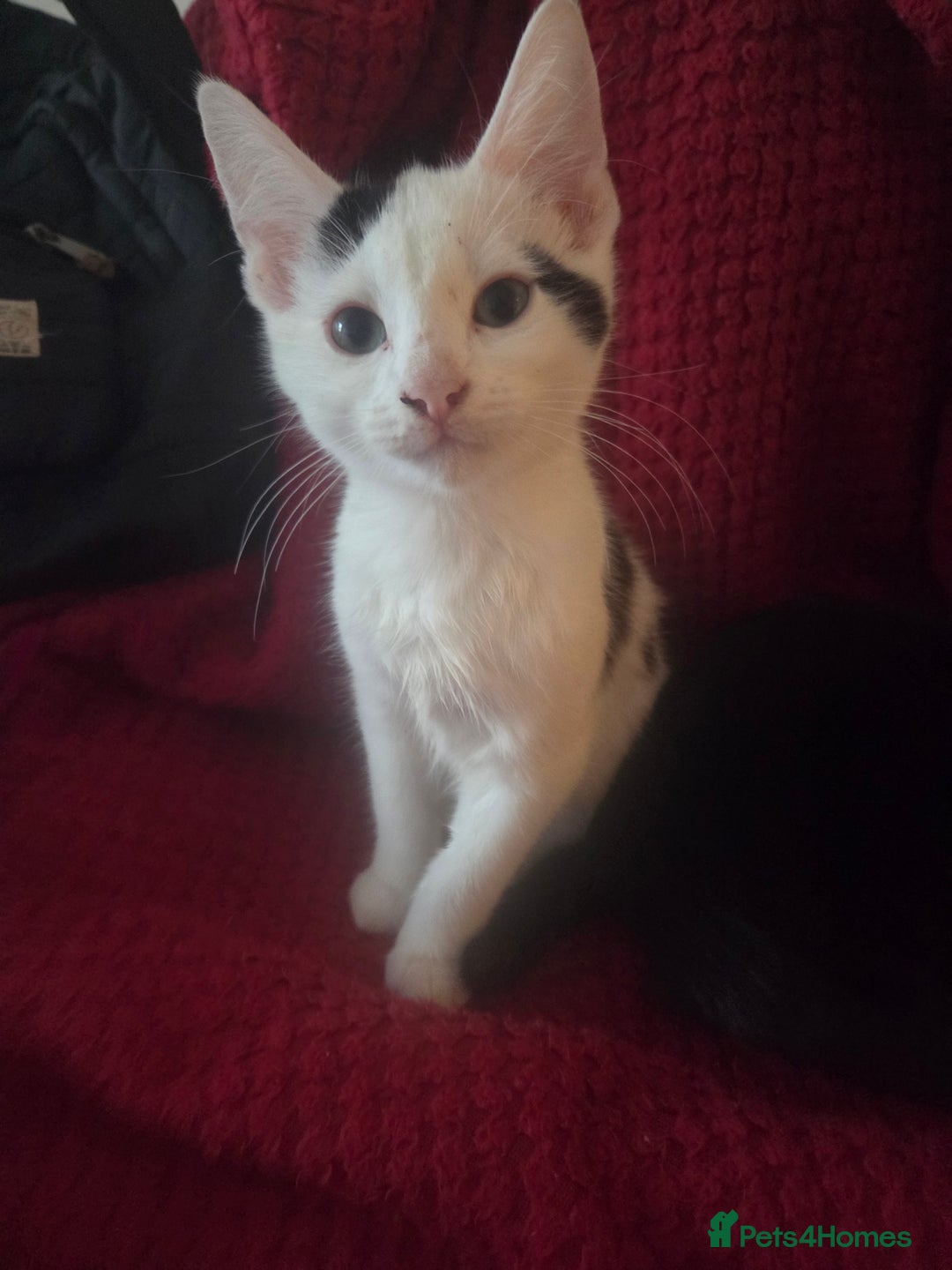 British Longhair cats for sale: 14 week old kittens  - Image 9