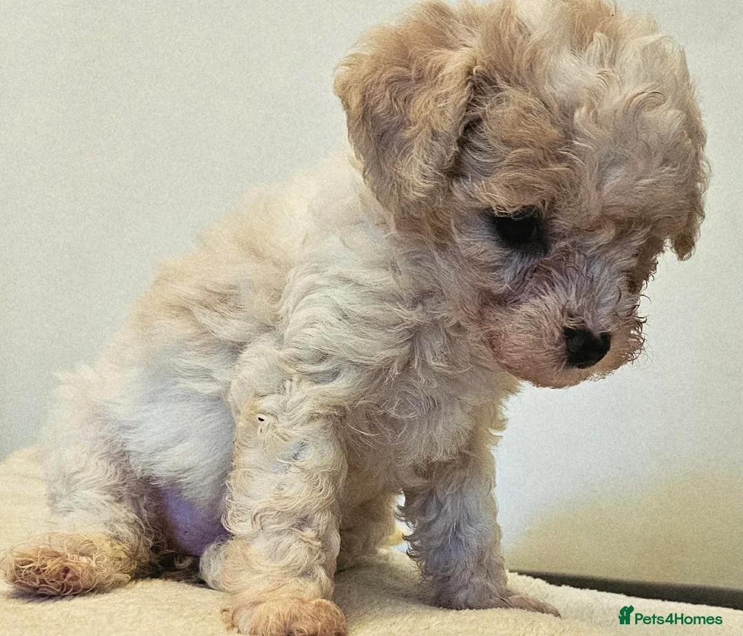 Cavapoochon dogs for sale: Beautiful Baby Cavapoochon puppies - Advert 2